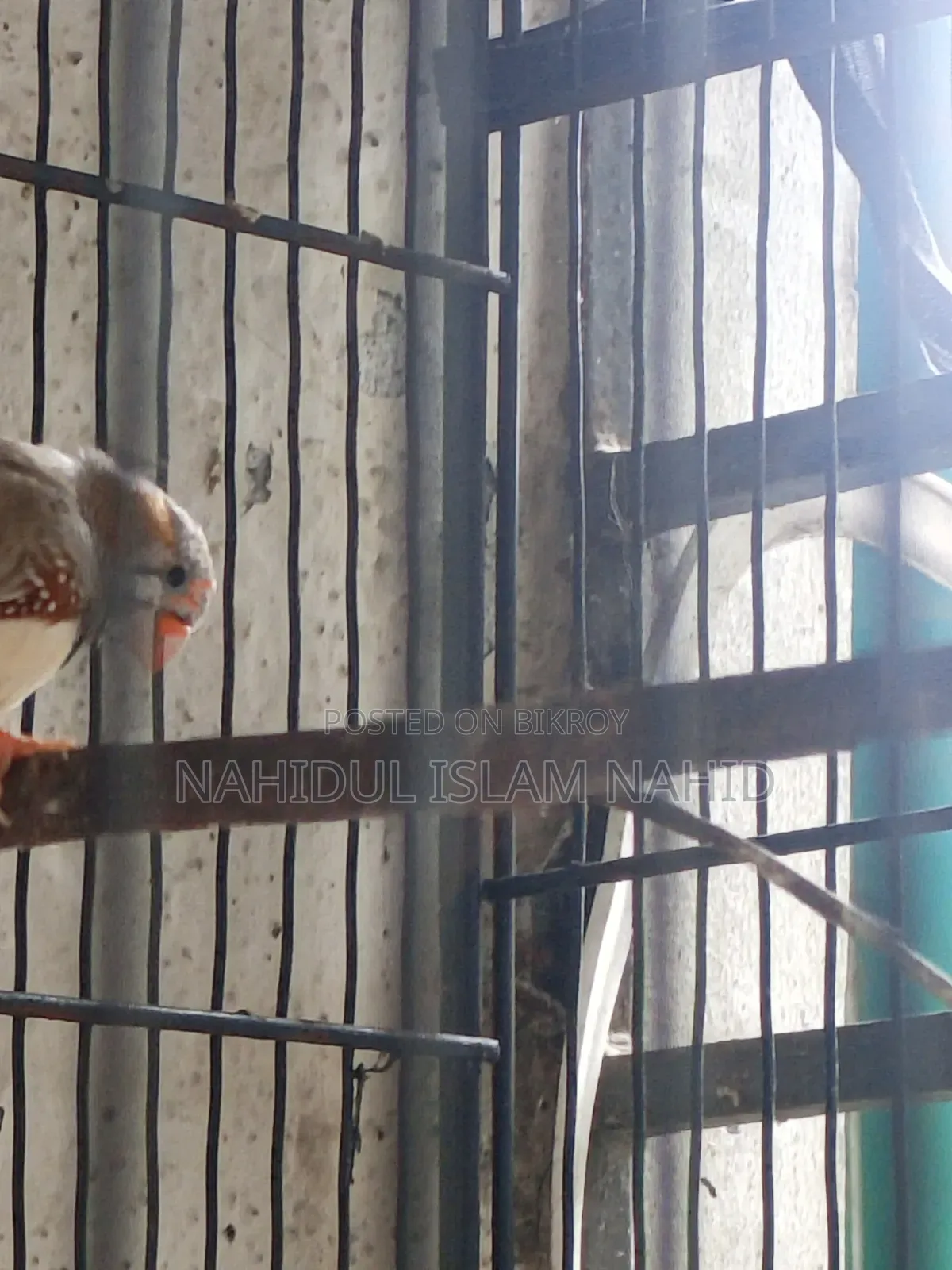 Two Male Finch Birds