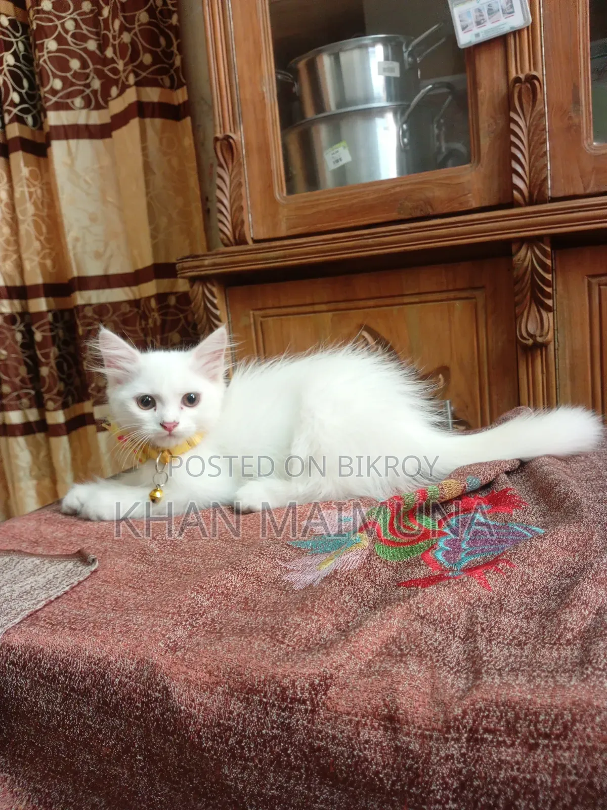2 Months 20 Days Female Mixed Breed Persian Cat
