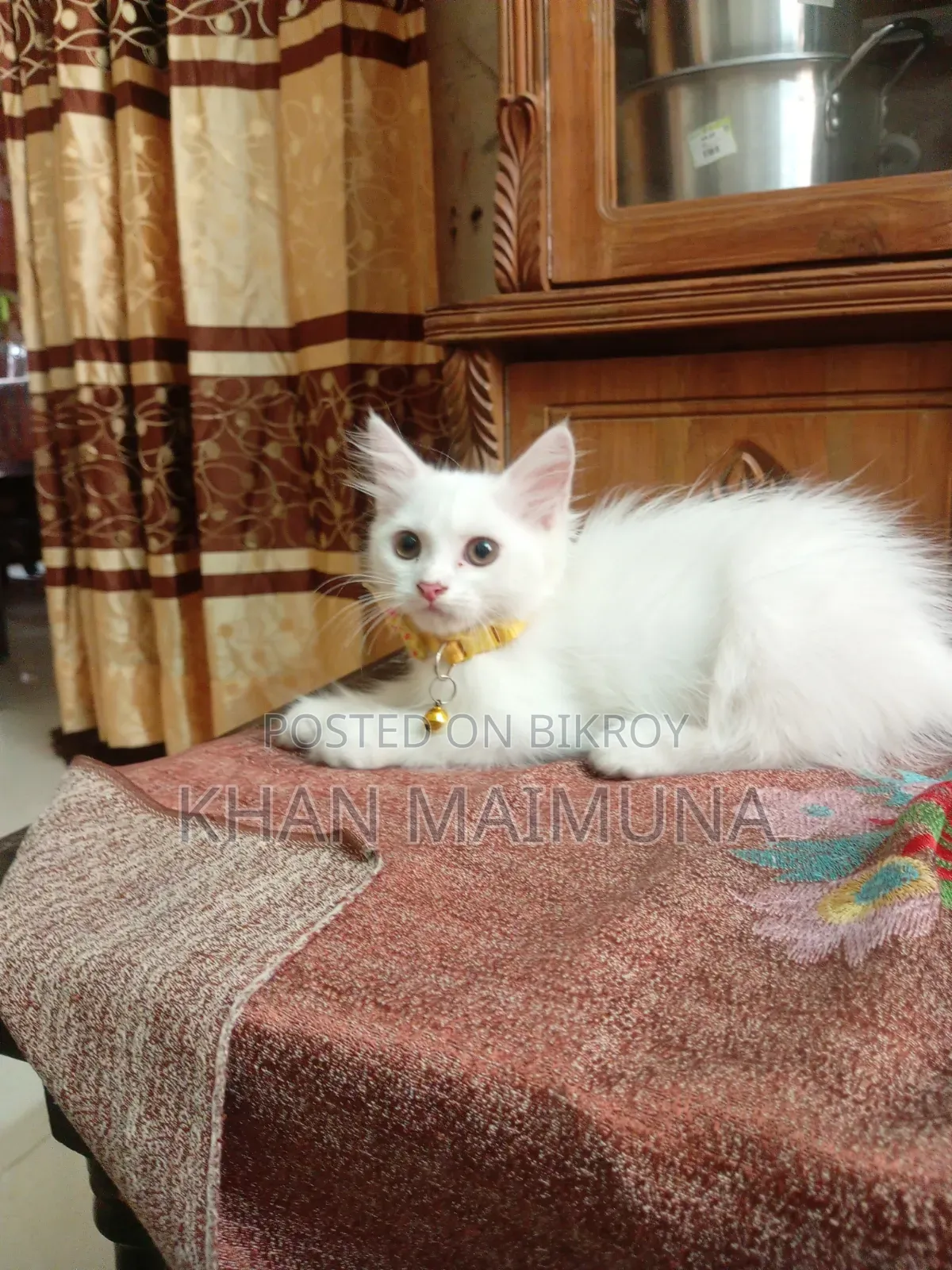 2 Months 20 Days Female Mixed Breed Persian Cat