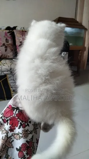 ১-৩ মাস বয়সী পুরুষ খাঁটি পার্সিয়ান