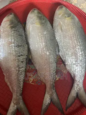 Chadpur Elish