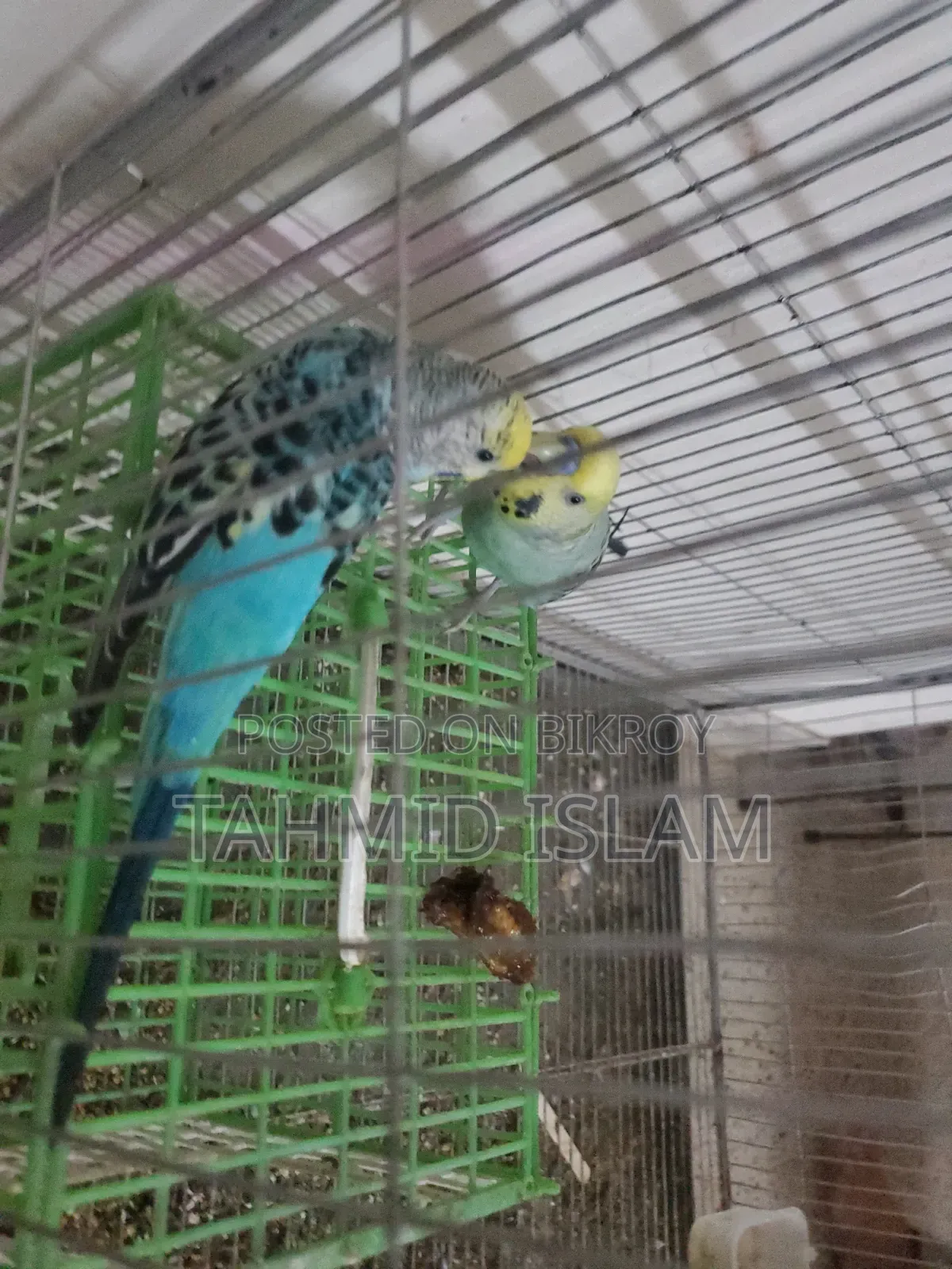 বড় খাঁচা সহ লাভবার্ড
