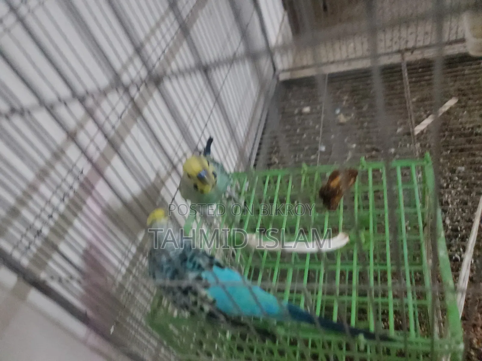 বড় খাঁচা সহ লাভবার্ড