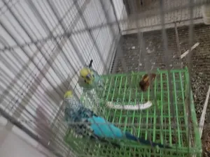 বড় খাঁচা সহ লাভবার্ড