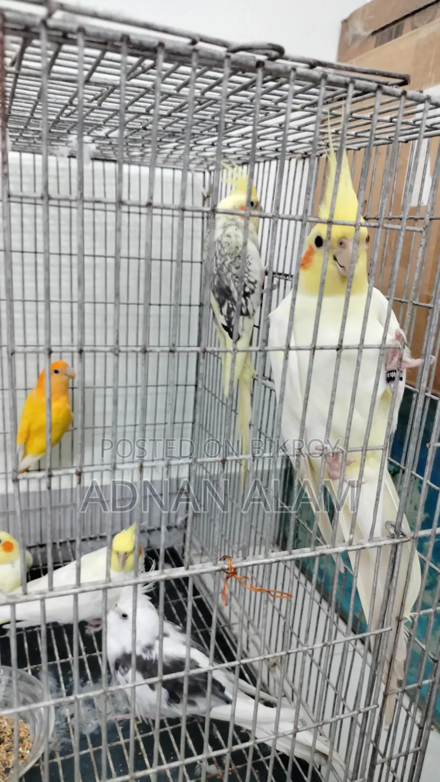 ককাটিয়েল, লাভবার্ড