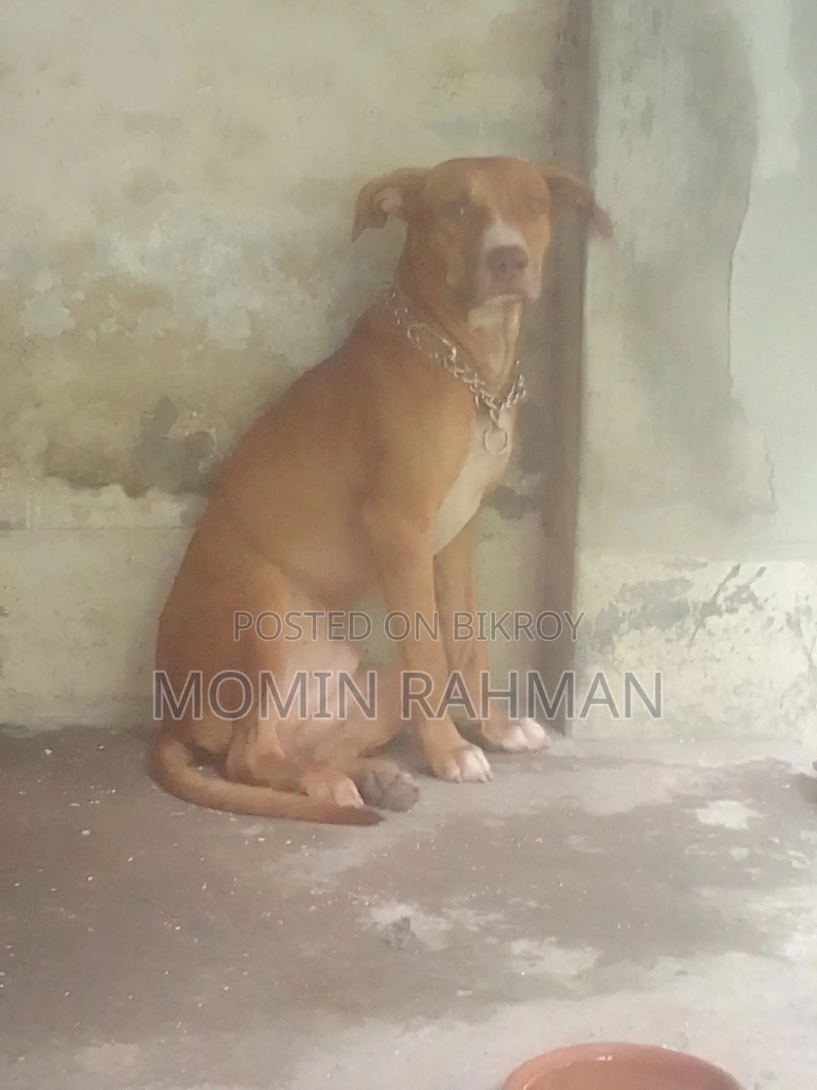 1+ year Male Purebred American Pit Bull Terrier