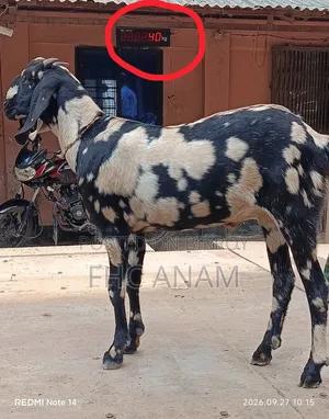 My home-raised castrated goat kid 17 months old