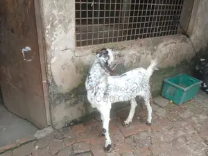 Improved breed beautiful Totapuri/Ram goat cross buck/goat for sale