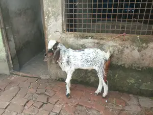 Improved breed beautiful Totapuri/Ram goat cross buck/goat for sale