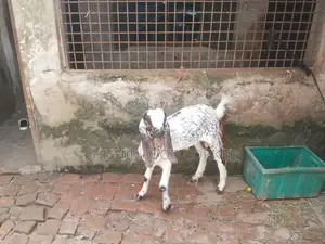 Improved breed beautiful Totapuri/Ram goat cross buck/goat for sale