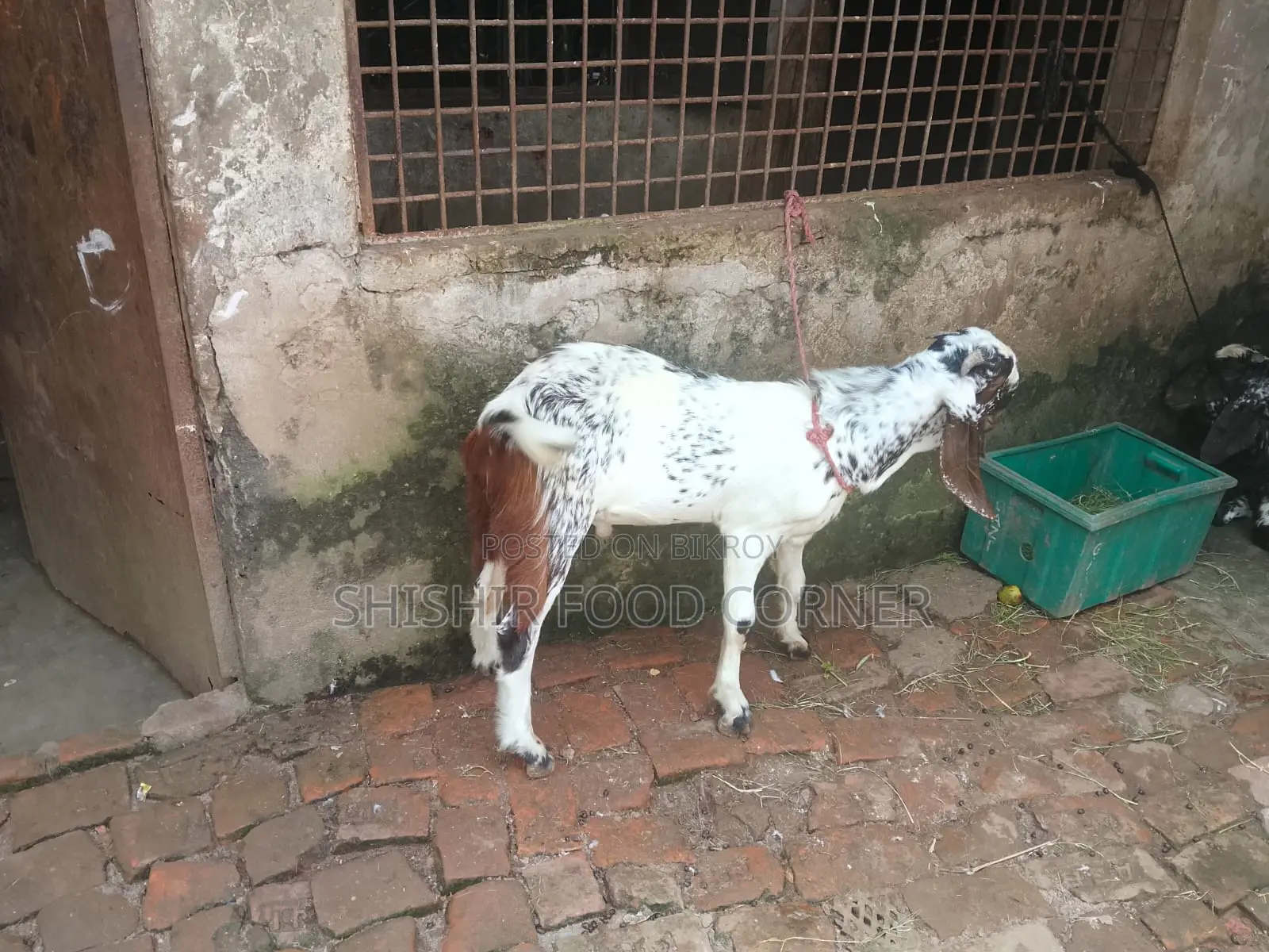 Improved breed beautiful Totapuri/Ram goat cross buck/goat for sale
