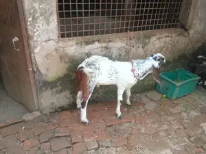 Improved breed beautiful Totapuri/Ram goat cross buck/goat for sale
