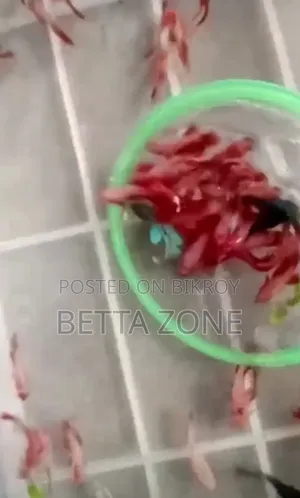 Betta Fish Baby