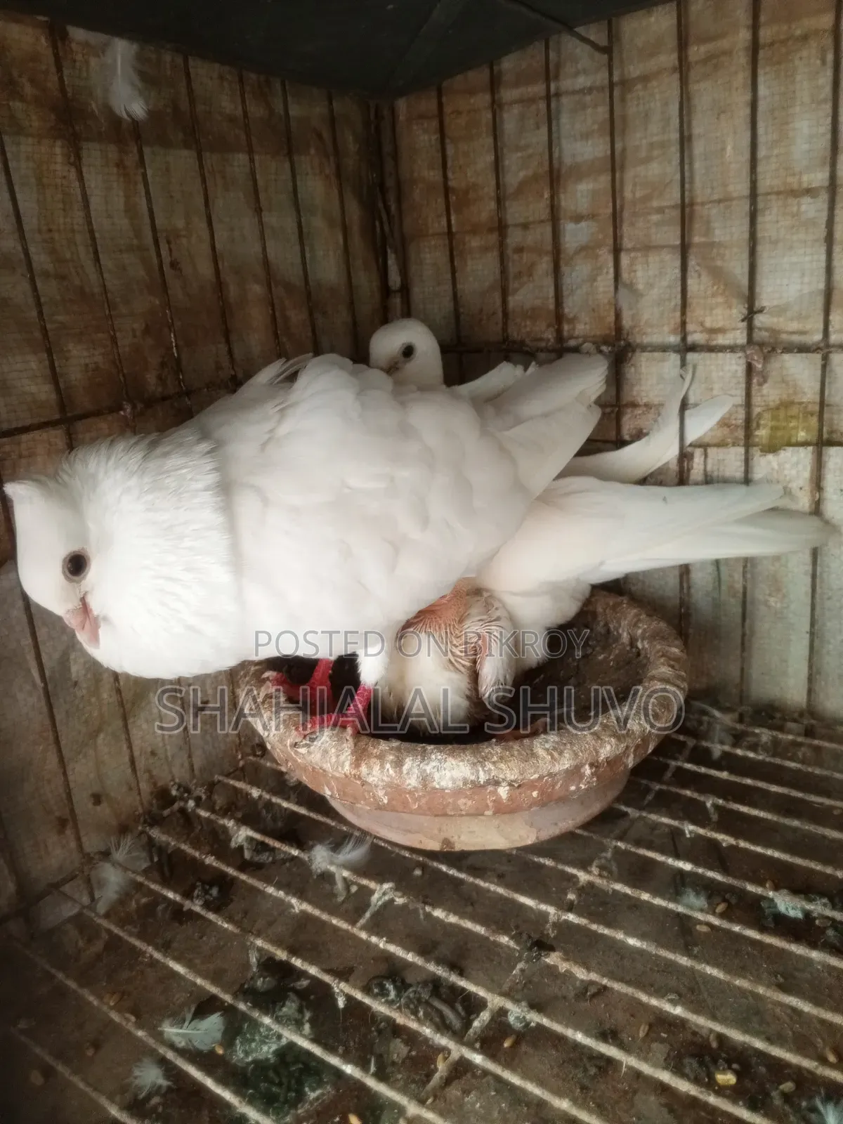 কাগজি ও খাকি কবুতর