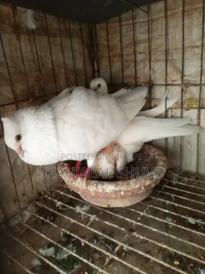 কাগজি ও খাকি কবুতর