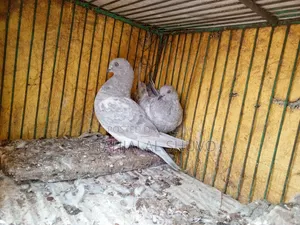 কাগজি ও খাকি কবুতর