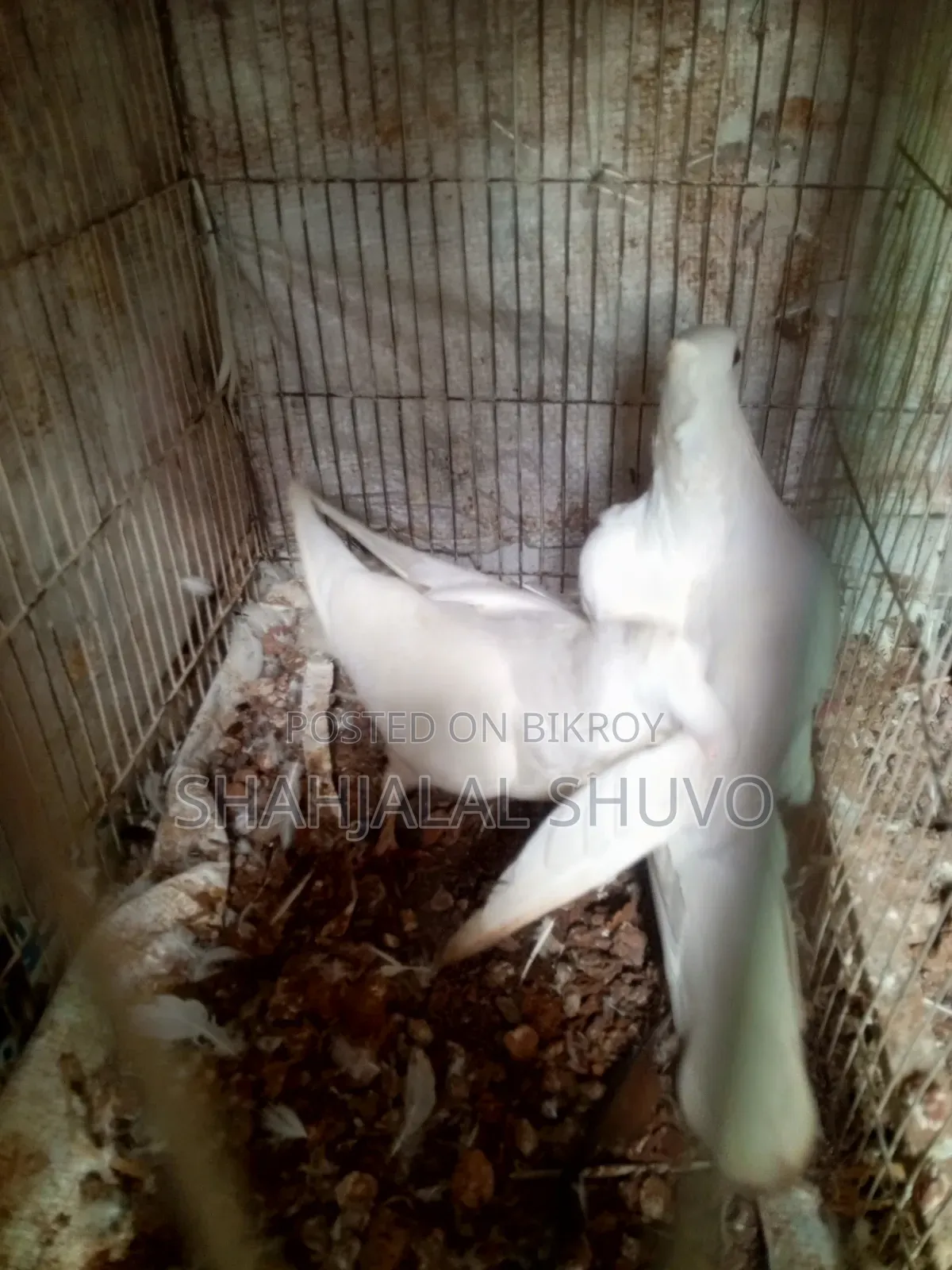 কাগজি ও খাকি কবুতর