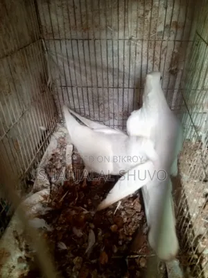 কাগজি ও খাকি কবুতর