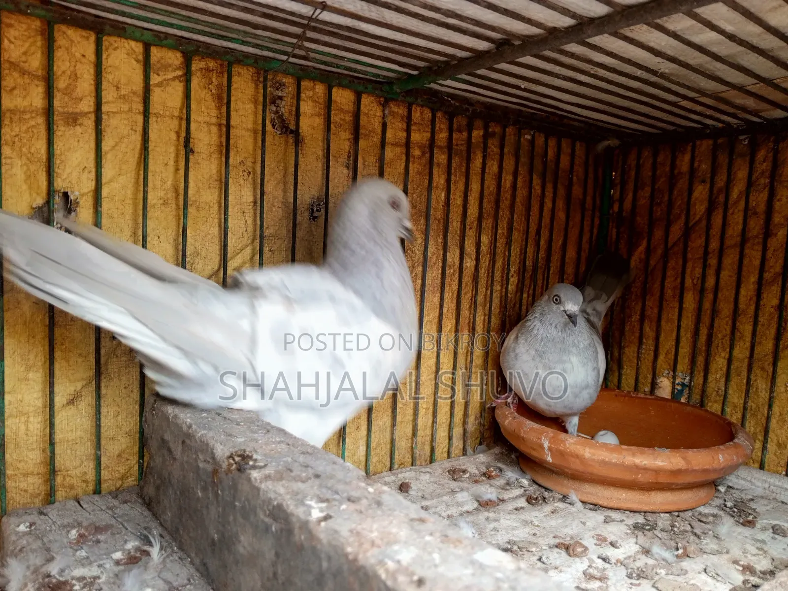 কাগজি ও খাকি কবুতর