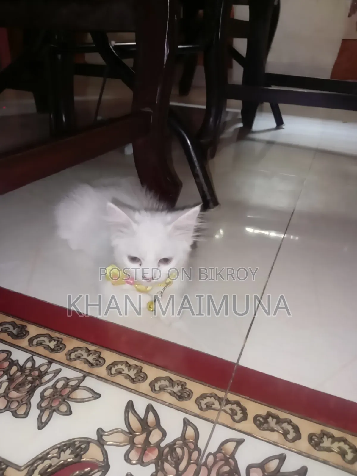 2 Months 20 Days Female Mixed Breed Persian Cat