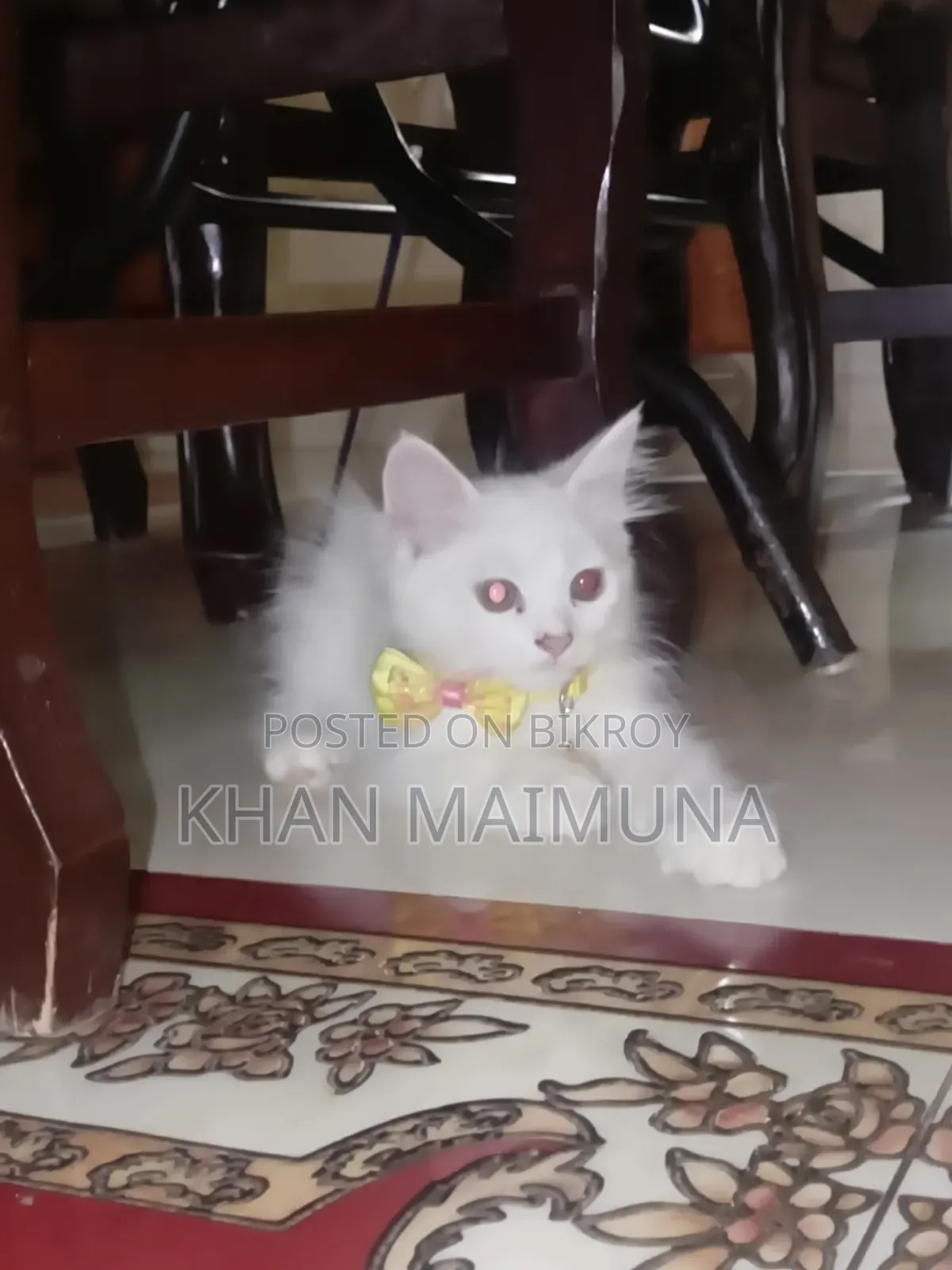 2 Months 20 Days Female Mixed Breed Persian Cat