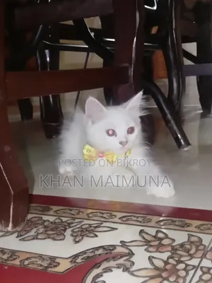 2 Months 20 Days Female Mixed Breed Persian Cat