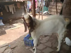 Improved Breed Large Size Totapuri/Patha/Goat for Sale (Goat)