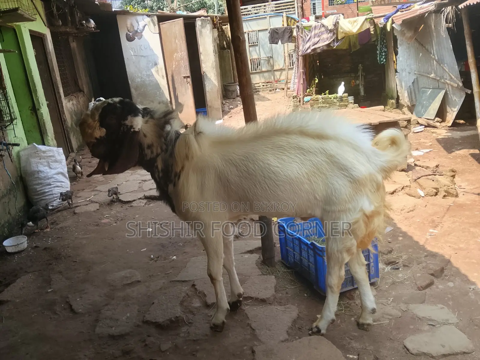 Improved Breed Large Size Totapuri/Patha/Goat for Sale (Goat)
