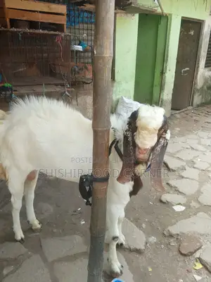 Improved Breed Large Size Totapuri/Patha/Goat for Sale (Goat)