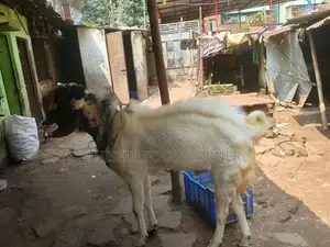 Improved Breed Large Size Totapuri/Patha/Goat for Sale (Goat)