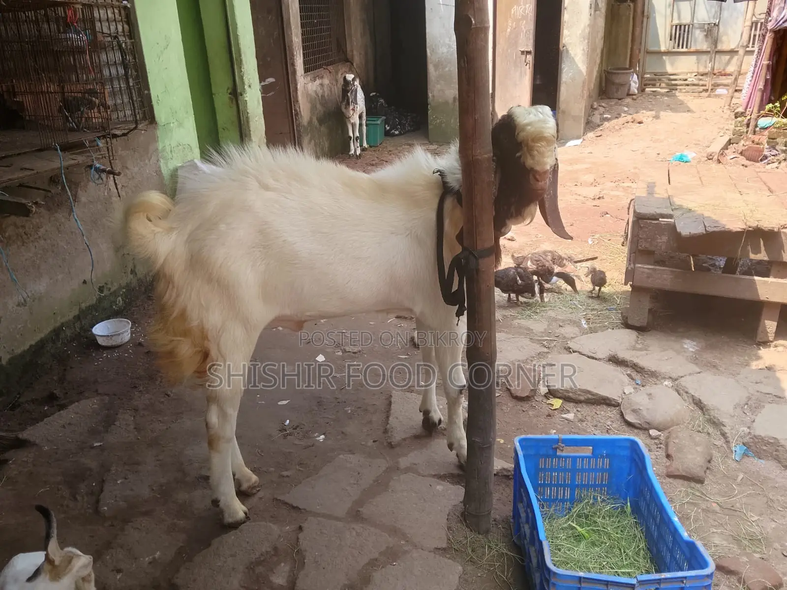 Improved Breed Large Size Totapuri/Patha/Goat for Sale (Goat)