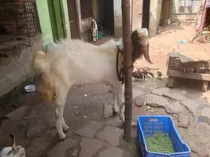 Improved Breed Large Size Totapuri/Patha/Goat for Sale (Goat)