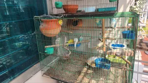 Budgies Bird for Sale