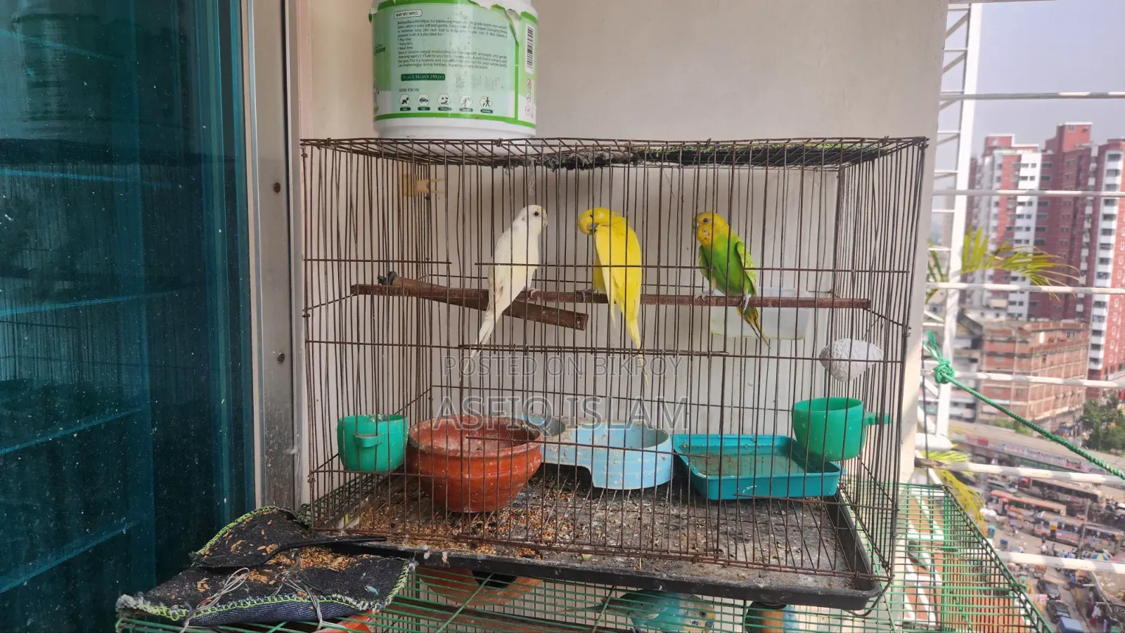 Budgies Bird for Sale