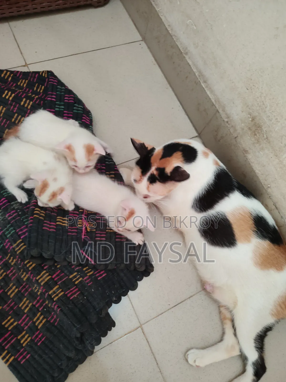 1+ Year Male Mixed Breed Bengal Cat