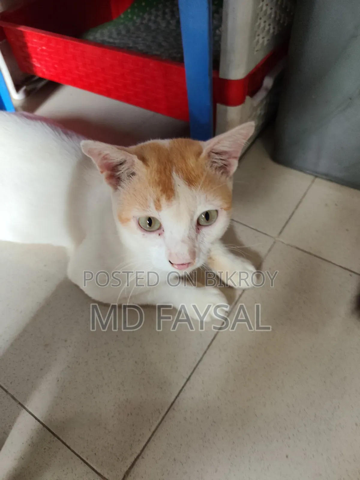 1+ Year Male Mixed Breed Bengal Cat