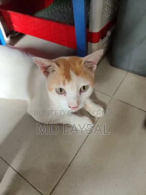1+ Year Male Mixed Breed Bengal Cat