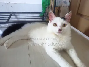 ৩-৬ মাসের পুরুষ মিশ্র জাতের পার্সিয়ান