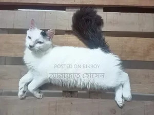 ৩-৬ মাসের পুরুষ মিশ্র জাতের পার্সিয়ান