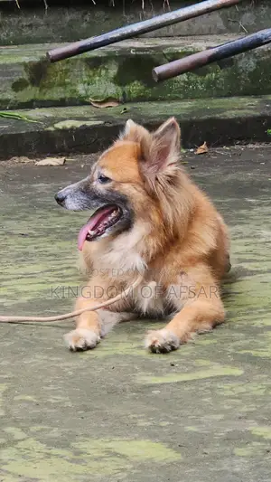 1+ year Female Mixed Breed Pomeranian