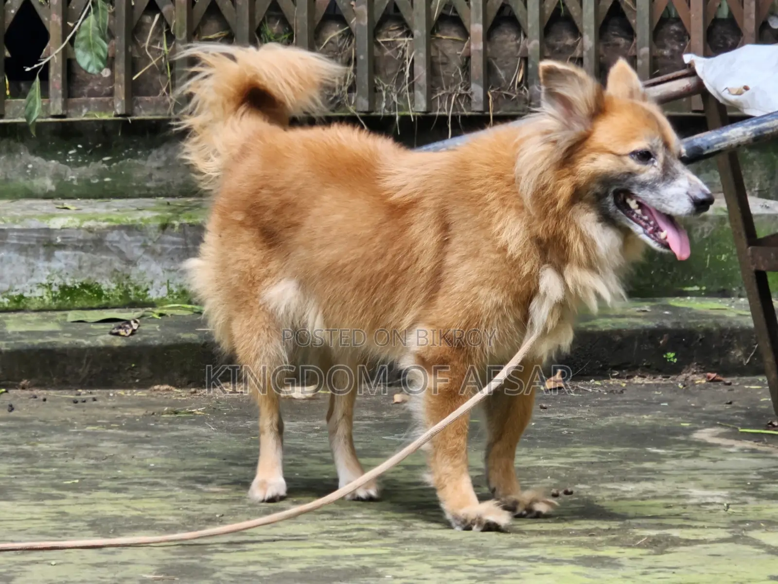 1+ year Female Mixed Breed Pomeranian