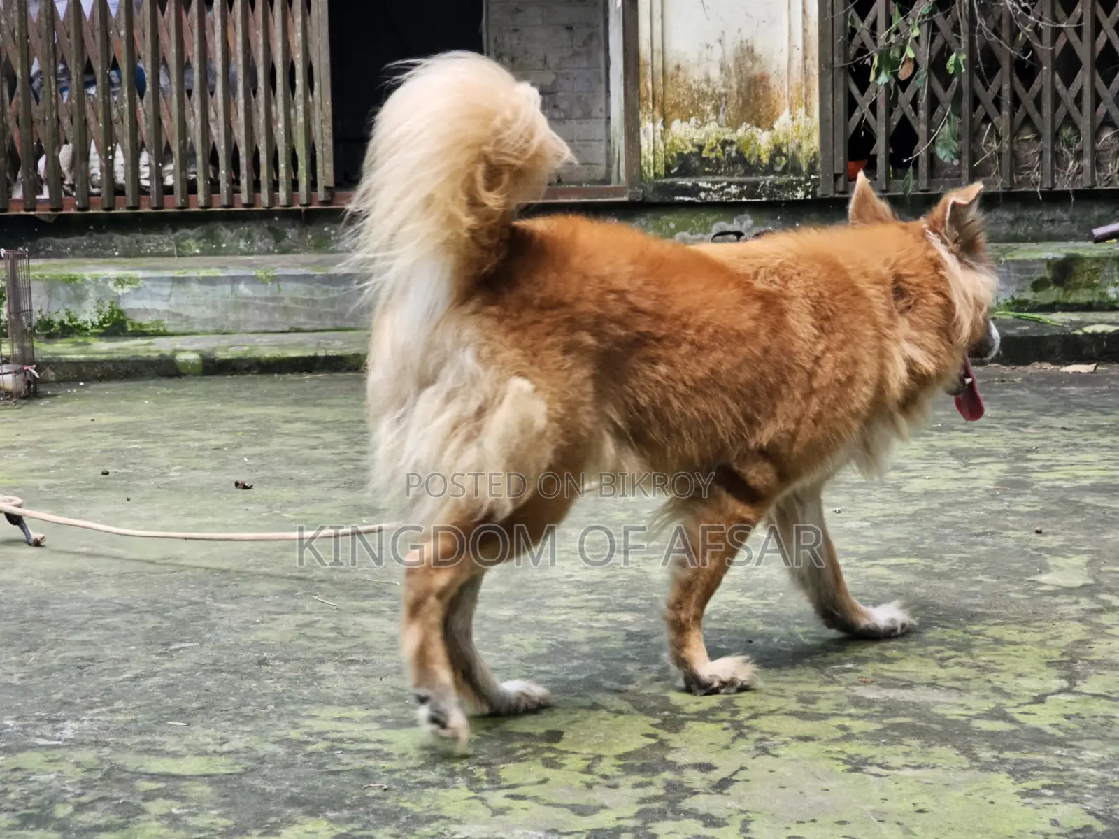 1+ year Female Mixed Breed Pomeranian