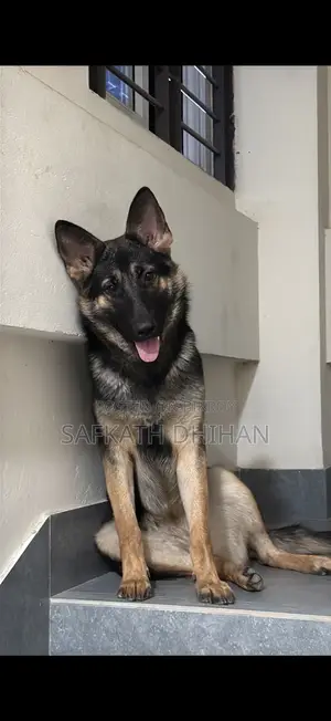 1+ year Female Purebred German Shepherd