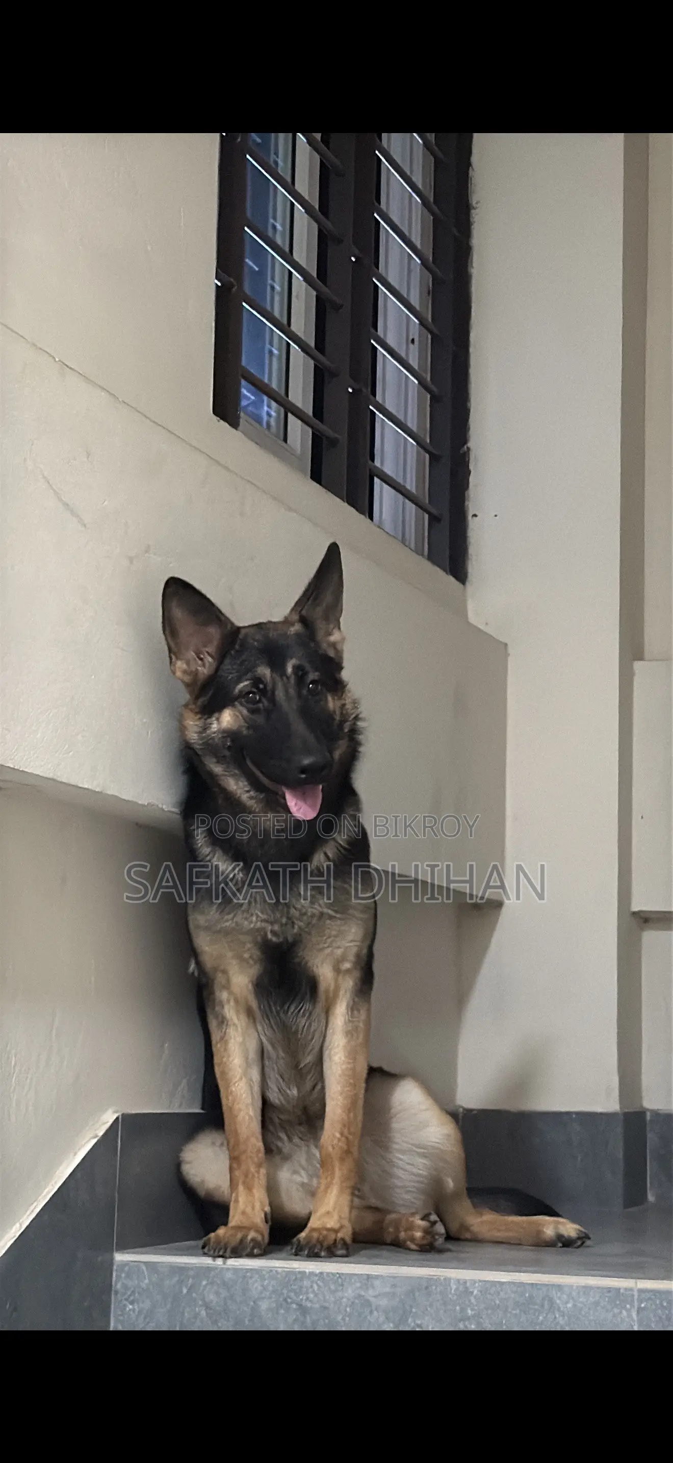 1+ year Female Purebred German Shepherd