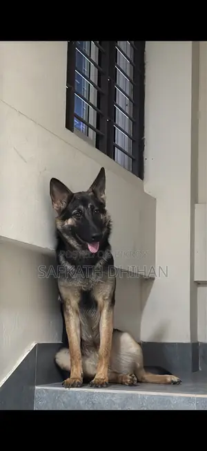 1+ year Female Purebred German Shepherd