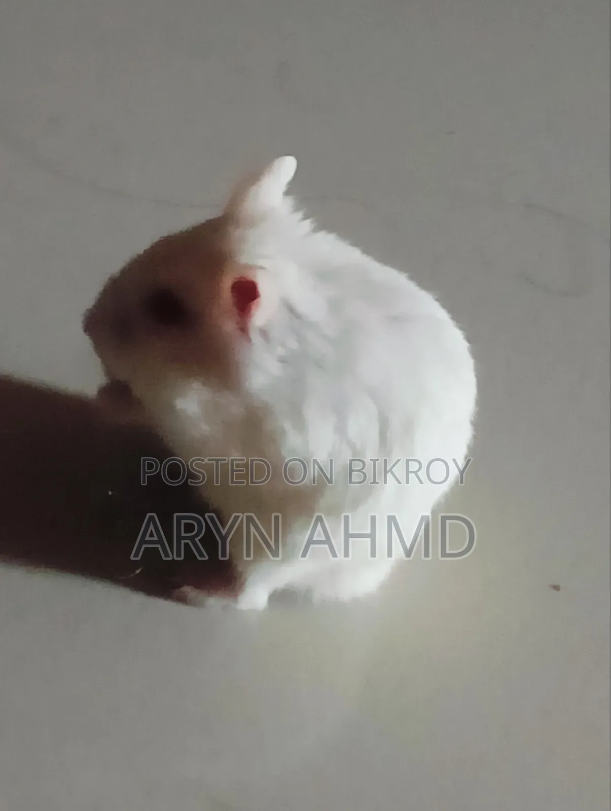 উইন্টার হোয়াইট অ্যালবিনো হ্যামস্টার