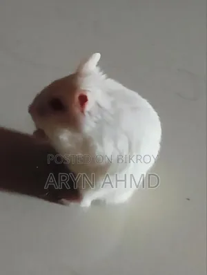 উইন্টার হোয়াইট অ্যালবিনো হ্যামস্টার