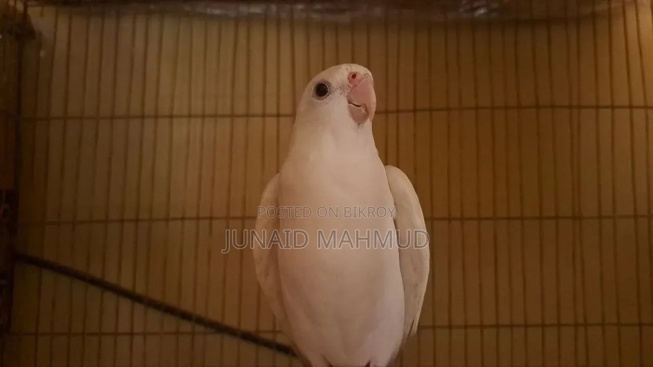Albino Cockatiel Male