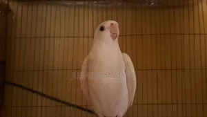 Albino Cockatiel Male