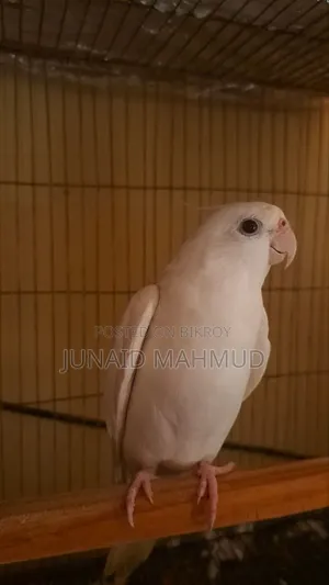 Albino Cockatiel Male